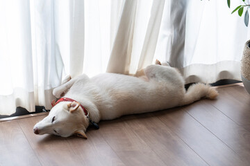 見つめる白い犬