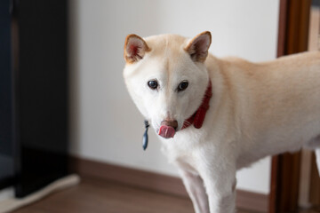 見つめる白い犬