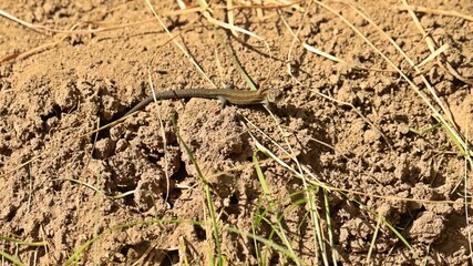 Neugeborene Waldeidechse (Zootoca vivipara) an Ameisennest
