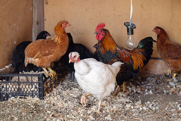 Free range chickens and red rooster standing on wood shavings in chicken coop.