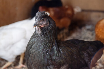 Portrait of black chicken at farm. Home natural animal ranching.
