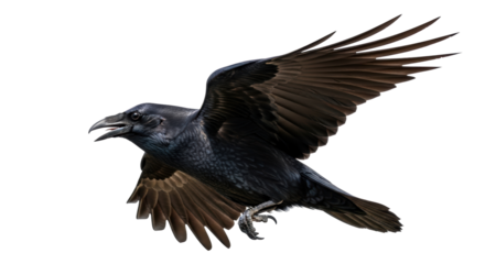 Isolated Raven