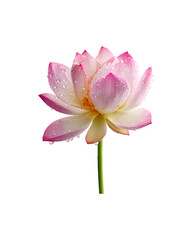Fototapeta premium A single lotus flower adorned with water droplets