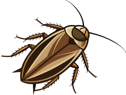 brown cockroach insect isolated on white clip art preview