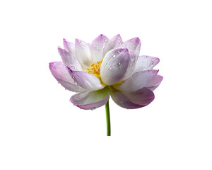 Fototapeta premium A single lotus flower adorned with water droplets