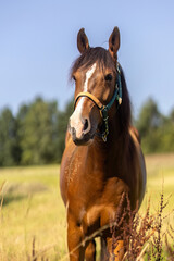 Berber Arabian horse standing in summer meadow with blue sky