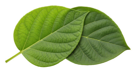 Isolated Green Leaves