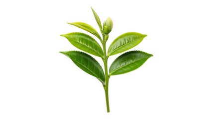Isolated Fresh Green Tea Leaves