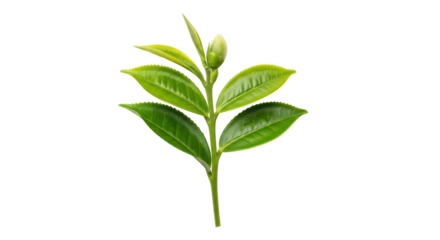 Isolated Fresh Green Tea Leaves
