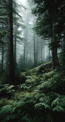 Fototapeta premium Misty forest floor, lush greenery, tall trees