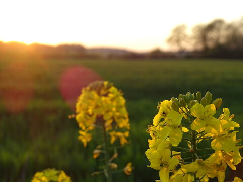field of yellow flowers