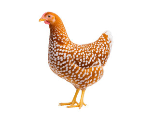 Spotted chicken brown feather white spot standing farm animal isolated domestic bird poultry side view rural livestock calm expression healthy appearance