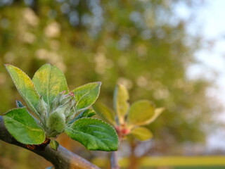 green leaves on a tree