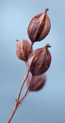 Close-up of three dried seed pods, light brownish-red, on a delicate branch, against a muted, light-blue backdrop