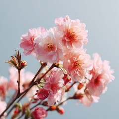 Fototapeta premium Delicate pink cherry blossoms against a pale sky