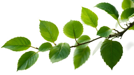 Fototapeta premium PNG Branch with green leaves leaf photography plant.