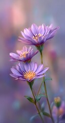 Obraz premium Delicate purple daisy blossoms in soft focus