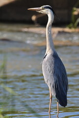  Grey Heron