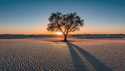 Fototapeta premium A solitary tree casts a long shadow on a vast white desert expanse at sunset