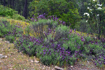 Obraz premium Purple flowers of Spanish Lavender (Lavandula pedunculata)