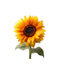 Fototapeta premium A vibrant sunflower adorned with sparkling water droplets on its petals