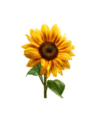 Obraz premium A vibrant sunflower adorned with sparkling water droplets on its petals