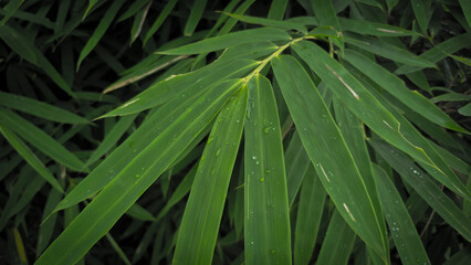Close-Up of Bamboo Leaves with Water Droplets