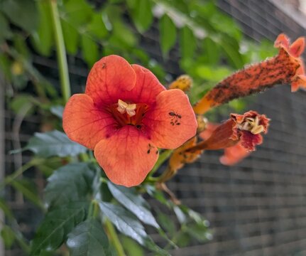 Vista de cerca de hormigas en flores de bignonia en un muro