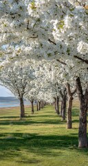 A path of white blossoms lines a grassy shore
