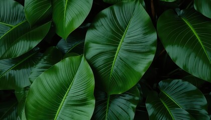 Deep green leaves with prominent veins form a textured and detailed pattern, evoking a sense of lushness and nature