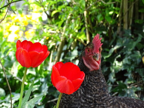 A hen and tulips