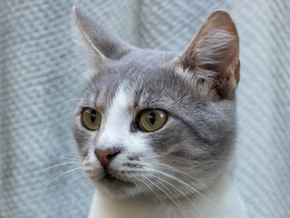 A Majestic Cat with Intense Yellow Eyes