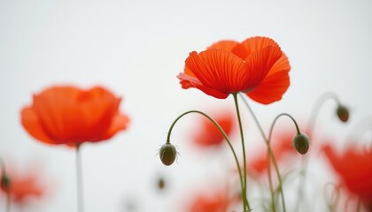 Naklejka premium Scarlet petals unfurl towards the soft light as fresh buds reach upwards in a field of delicate blooms