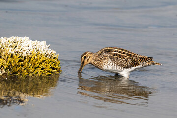 Bécassine des marais,Gallinago gallinago, Common Snip