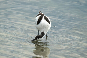 Avocette élégante, Recurvirostra avosetta, Pied Avocet