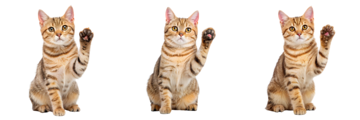 Set For cute tabby kittens waving their paws isolated on transparent background