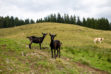 Two goats with dark coats in a mountain meadow. They represent animal life at high altitude and the tranquility of nature.