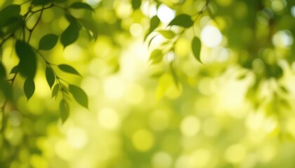 Obraz premium Sunlight streams through verdant leaves, creating a soft, dreamy bokeh backdrop for a peaceful and rejuvenating outdoor experience