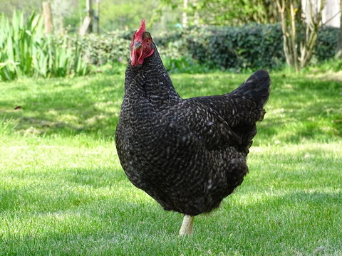 free range chicken