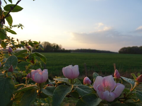 In the field