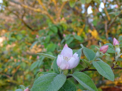 pink rose bush