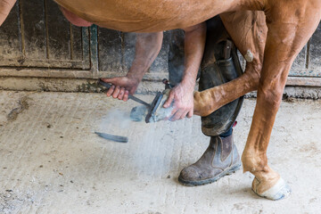 Farrier fitting hot horseshoe on horse, smoke, equine care, rural labor, traditional skills.
