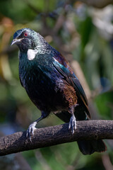 New Zealand tui displaying beautiful iridescent plumage