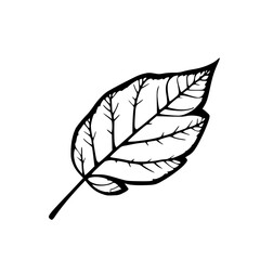 Solid black leaf vein pattern silhouette logo, symbol, vector, illustration, design, sign, icon, character on white background.