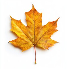 Fototapeta premium Isolated autumn maple leaf, vibrant gold-yellow hues against a plain white background