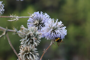 Bumblebee purple flower. thistle, High quality photo
