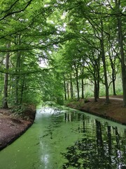 Obraz premium river in the forest