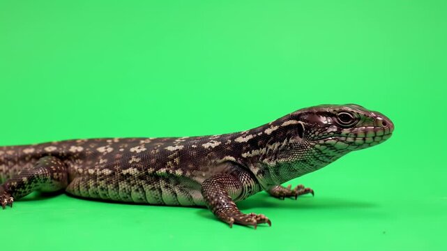 Black and White Tegu Lizard in Profile on Green Screen Background