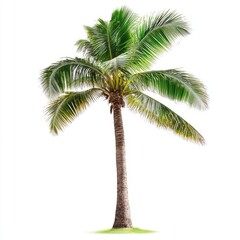 Isolated coconut palm tree against white background. Lush green fronds, slender trunk
