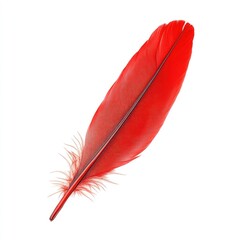 Vivid red feather, sharply detailed against a white background